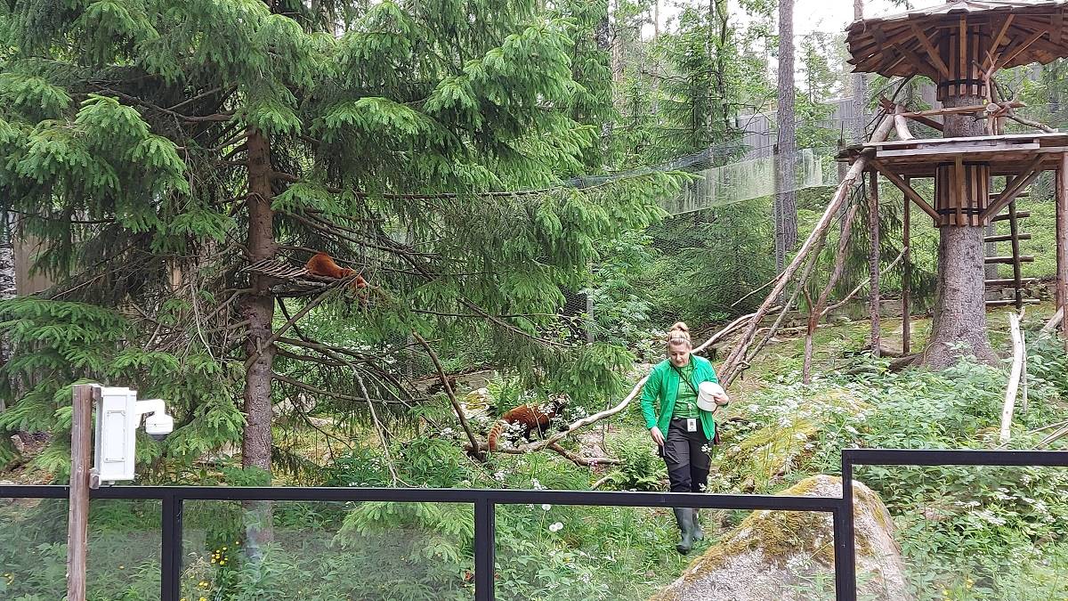 Työntekijä kävelee eläinten tarhassa. Kaksi ruskeaa pikkupandaa näkyy osittain.