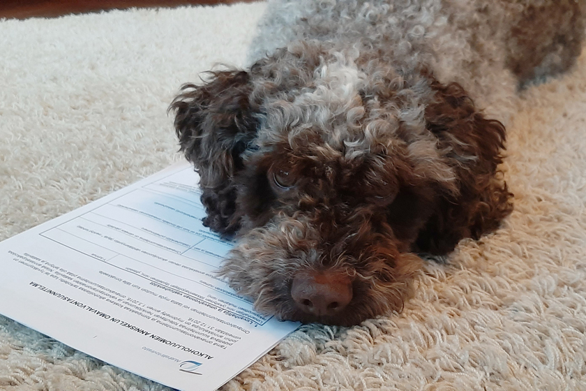 Koira makaa paperisen omavalvontasuunnitelman päällä